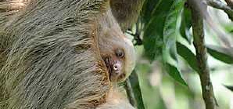 South Pacific & Osa South Pacific & Osa