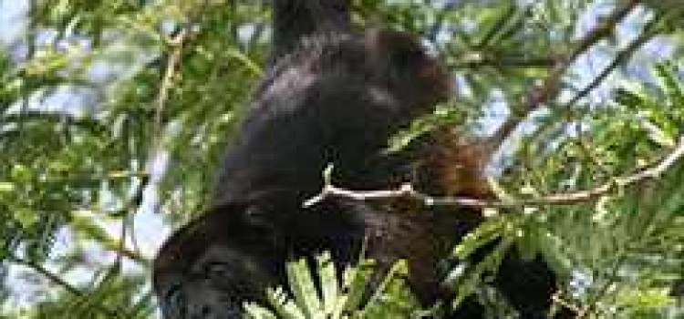 Howler Monkeys Howler Monkeys
