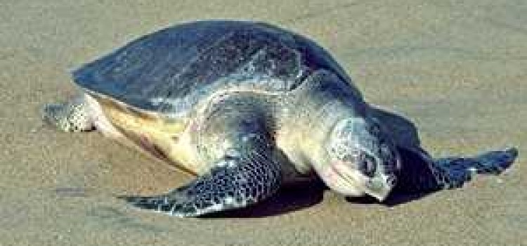 Olive Ridley Sea Turtles Olive Ridley Sea Turtles