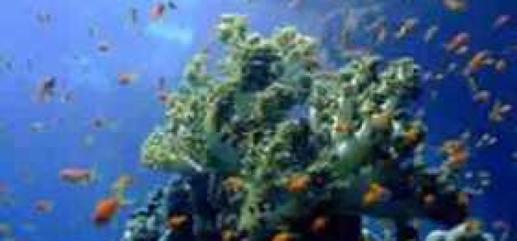 Cahuita National Park: Enjoying Costa Rica–Caribbean Style Cahuita National Park: Enjoying Costa Rica–Caribbean Style