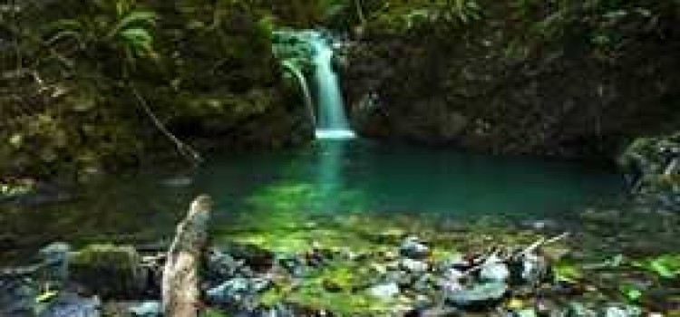 Osa Peninsula: Nature’s Pride in Costa Rica Osa Peninsula: Nature’s Pride in Costa Rica