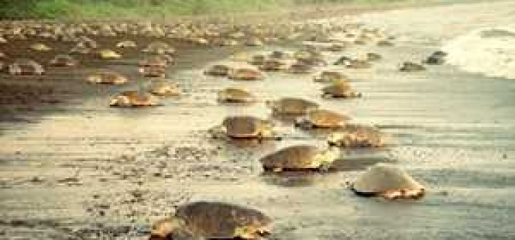 Ostional Wildlife Refuge Ostional Wildlife Refuge