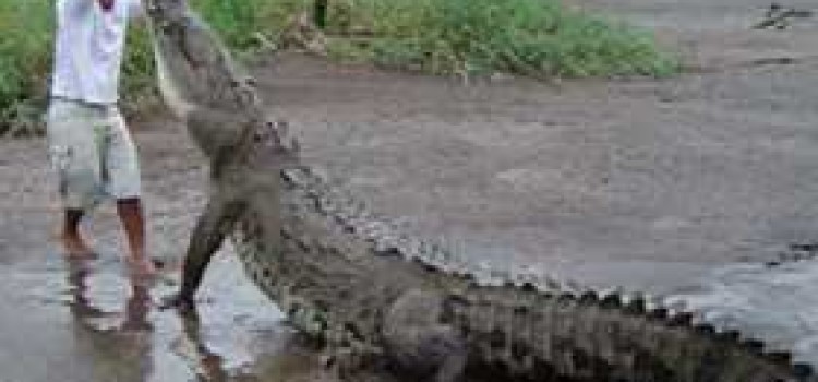 The Tarcoles River of Costa Rica The Tarcoles River of Costa Rica