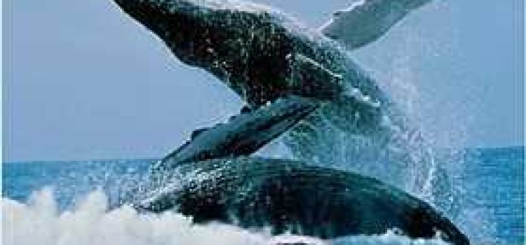 Whale Watching in Costa Rica Whale Watching in Costa Rica