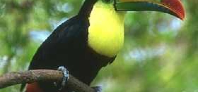 Zoo Ave: Bird Watching at its Best Zoo Ave: Bird Watching at its Best