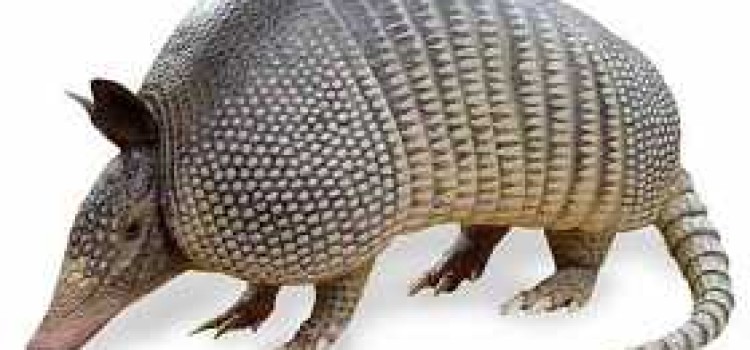 Armadillo Armadillo