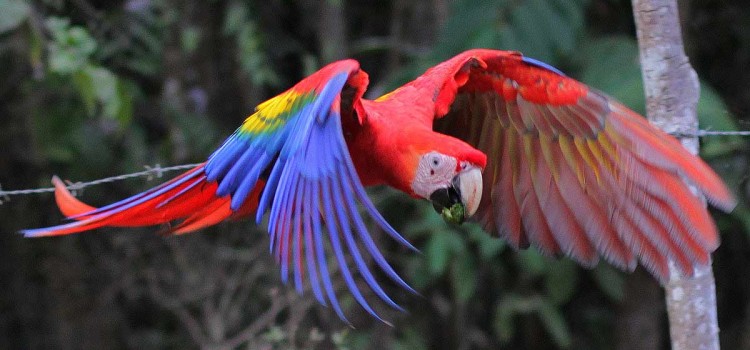Scarlet Macaws Scarlet Macaws