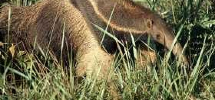 Anteater Anteater