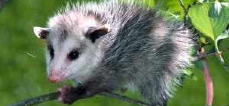 Opossums Opossums