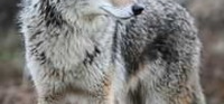 The Coyote of Costa Rica The Coyote of Costa Rica