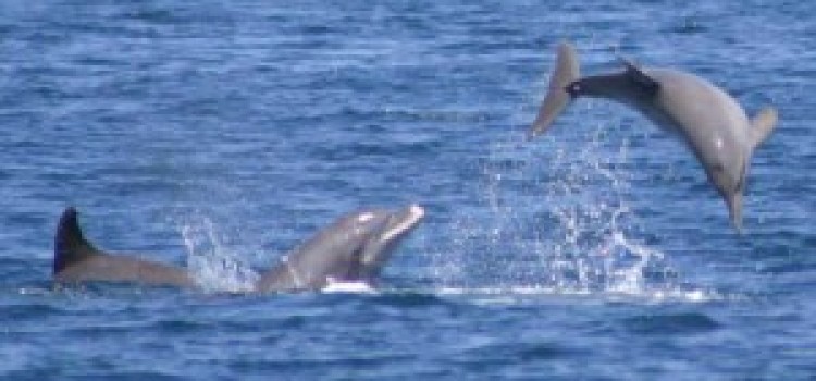 Dolphin Dolphin