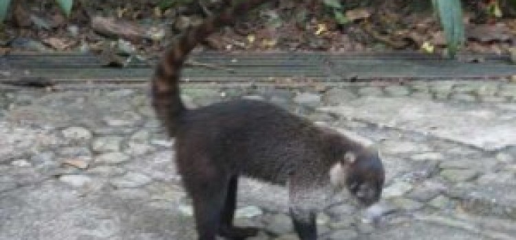 Raccoons of Costa Rica Raccoons of Costa Rica