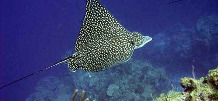 Eagle Rays Eagle Rays