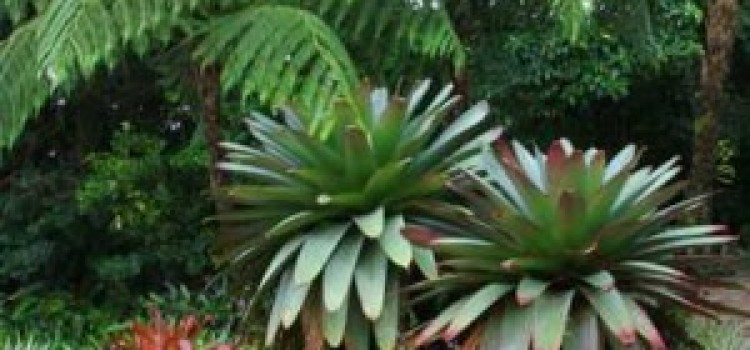 Monteverde Lodge & Gardens Monteverde Lodge & Gardens