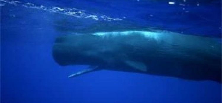 Sperm Whale Sperm Whale