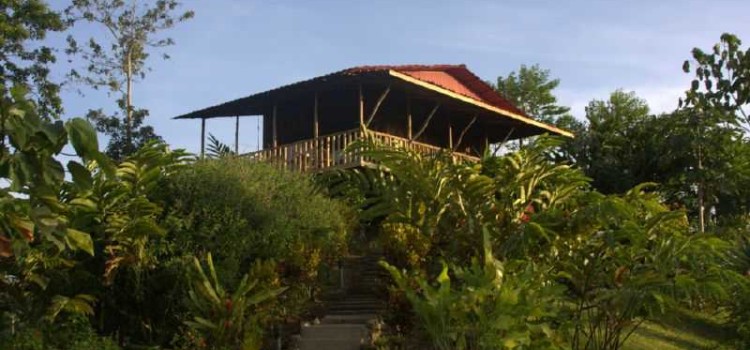 Leaves and Lizards Arenal Leaves and Lizards Arenal