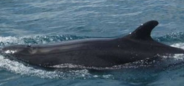 False killer Whale False killer Whale