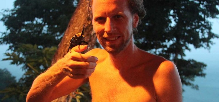 Hercules Beetles Hercules Beetles