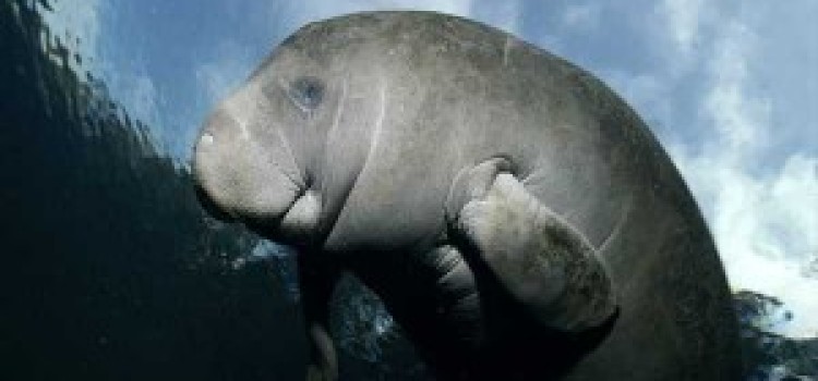 Manatees Manatees