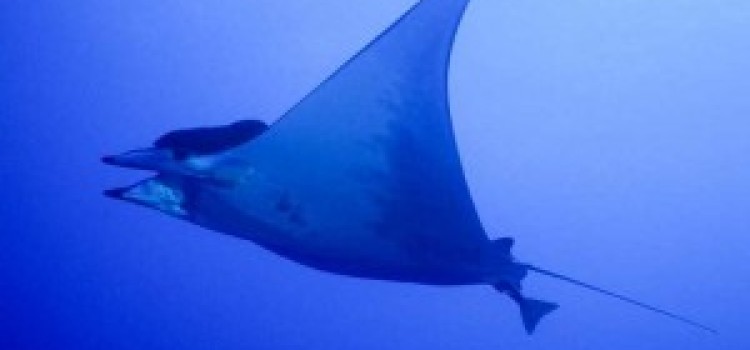 Manta Rays Manta Rays