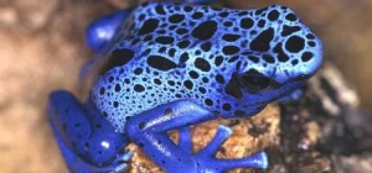 Poison Dart Frogs Poison Dart Frogs