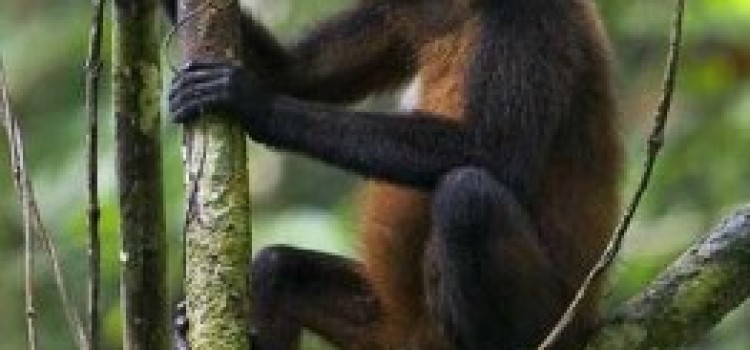 Spider Monkey Spider Monkey