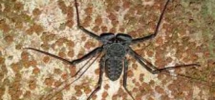 Tailless Whip Scorpion Tailless Whip Scorpion