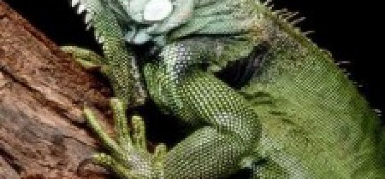 Green Iguana Green Iguana