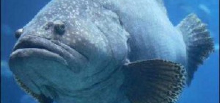 The Grouper The Grouper