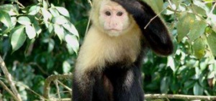 White-faced Capuchin Monkey White-faced Capuchin Monkey