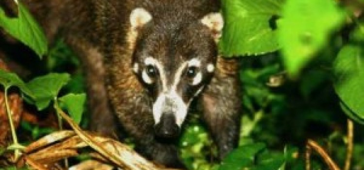 Coati Coati