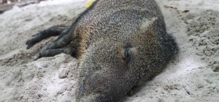 Peccaries Peccaries