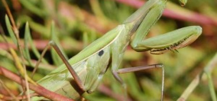 Praying Mantis Praying Mantis