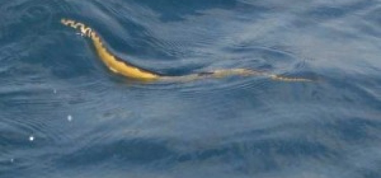 Sea Snakes Sea Snakes