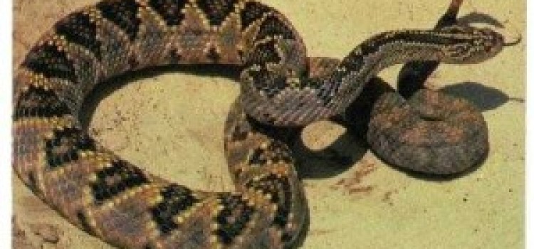 Tropical Rattlesnake Tropical Rattlesnake