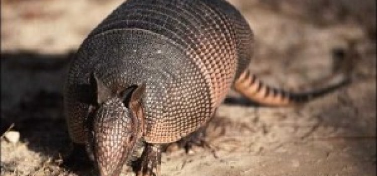 Armadillos Armadillos
