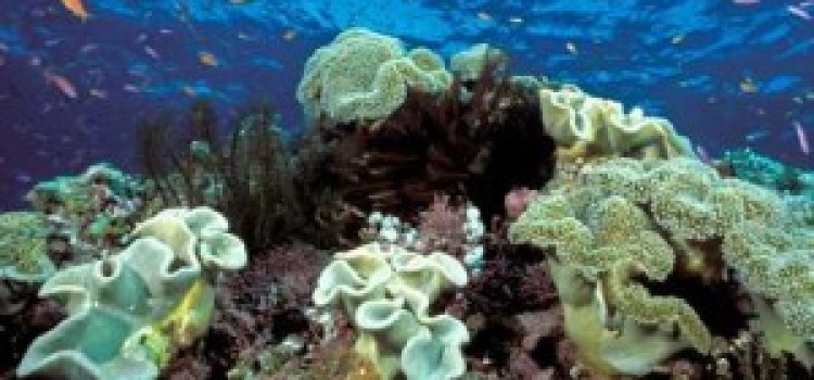 Coral Reefs Coral Reefs