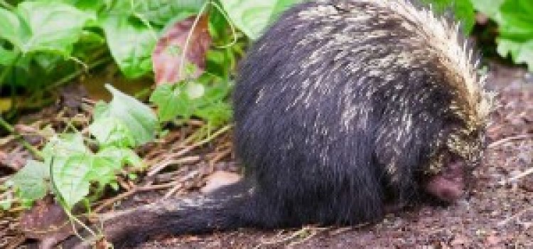 Porcupine Porcupine