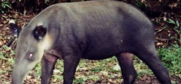 Tapir Tapir