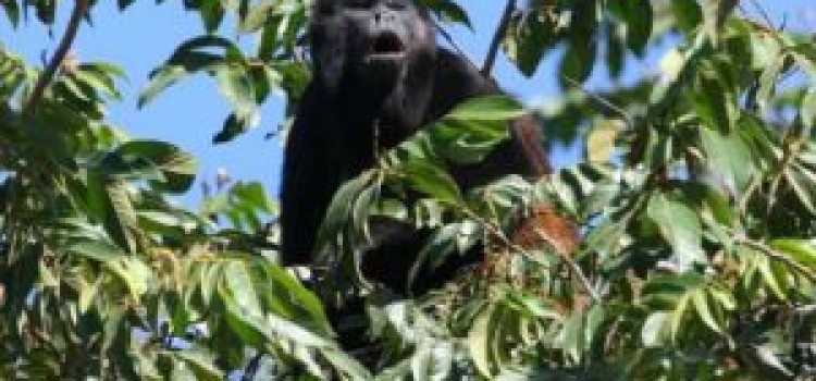 Mantled Howler Monkey Mantled Howler Monkey