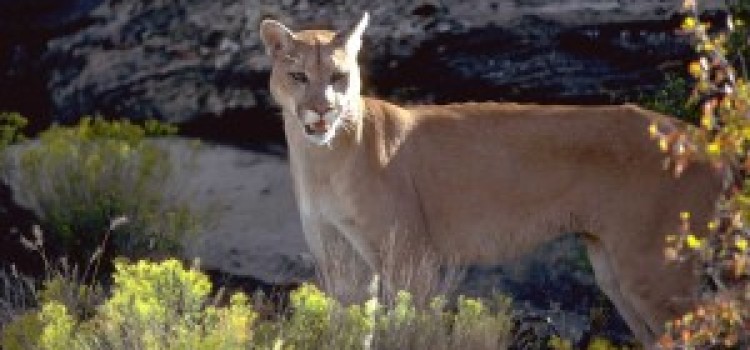 Mountain Lion Mountain Lion