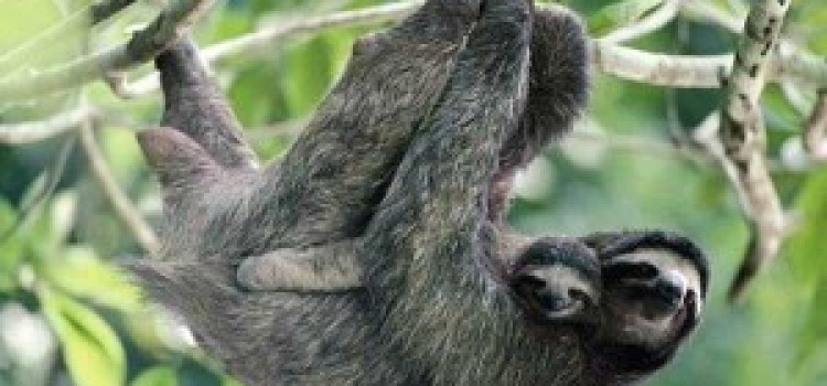 Sloths Sloths