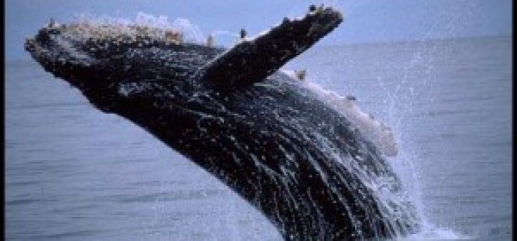 The Humpback Whale The Humpback Whale