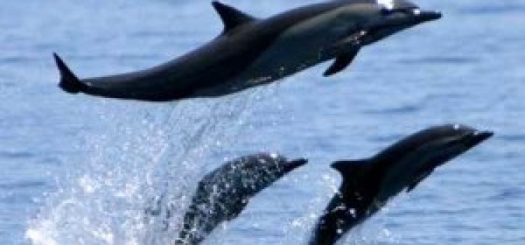 The Blue Whale The Blue Whale