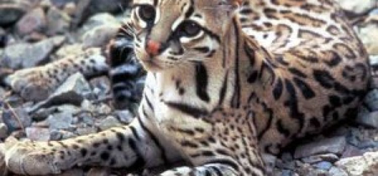 Ocelot Ocelot