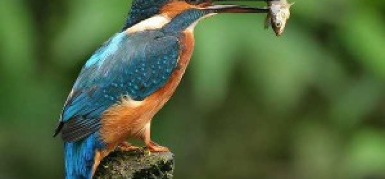 Kingfisher Kingfisher