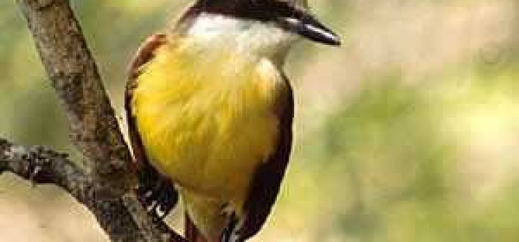 Great Kiskadee Great Kiskadee