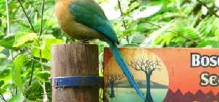 Bosque De Paz Bosque De Paz