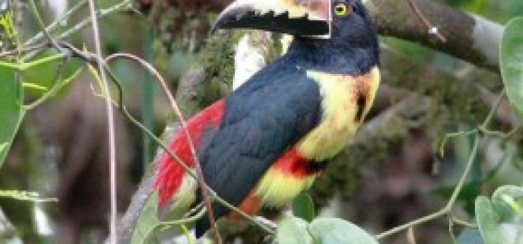 Collard Aracari Collard Aracari