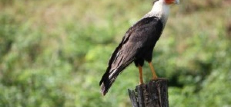 Crested Caracara Crested Caracara